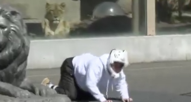 【動画】大地震の影響でホワイトタイガーが逃げ出したという想定、ライオン前で確保訓練