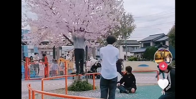 若者さん、桜の枝を揺らしまくって花吹雪を演出…