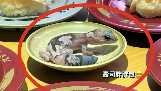 台湾スシローのしょうゆ皿にペットのヤモリ… 女子学生に「とんでもない額」の賠償を求められる可能性
