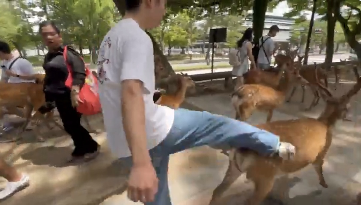 【動画】中国人観光客、奈良公園の鹿を蹴り飛ばし叩く…