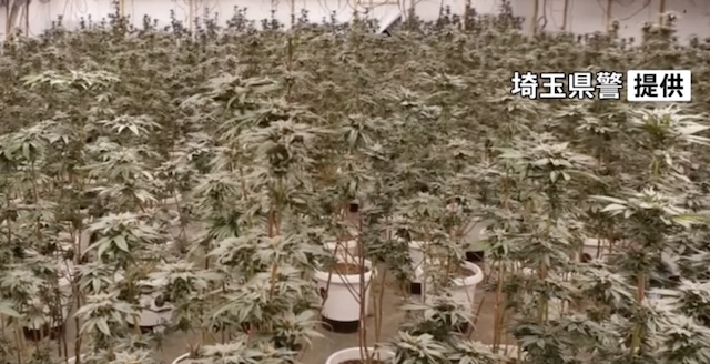 【国内最大規模】ベトナム人男女6人、日本国内で大麻草約2000本、5億円相当を栽培し逮捕
