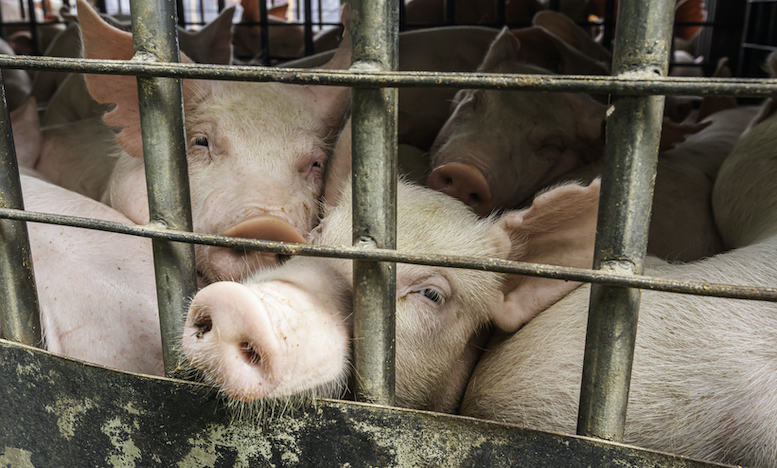 【話題】『日本でハラール給食を出せと言ってる外国人の方に聞きたいんですけど、母国で日本人が給食で豚肉が食べたいと言ったら食べさせてくれるんですか？』