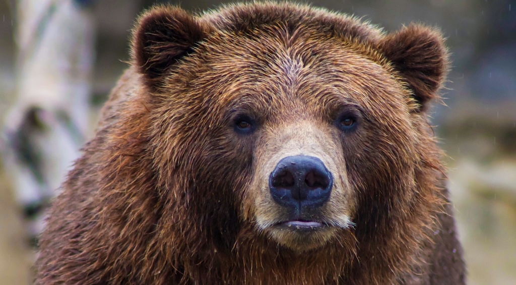 クマの絶滅に関する苦情の洪水： 