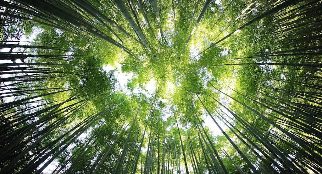 規制のない日本の森林は外国人によって購入されています...昨年だけ、81東京ドームでしたが、2005年以前は現実は不明です。