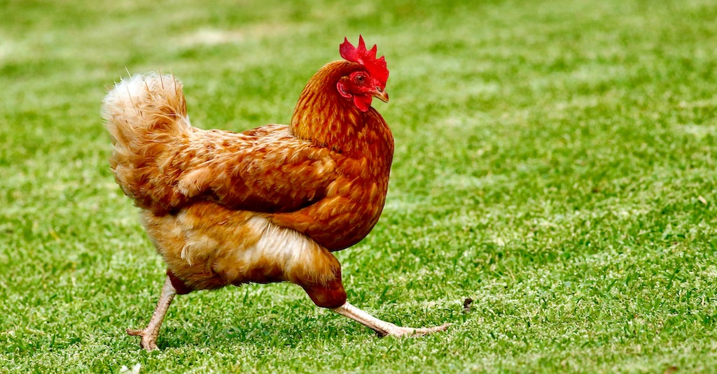 山形のクマ、地鶏を150匹以上食い荒らし駆除される…