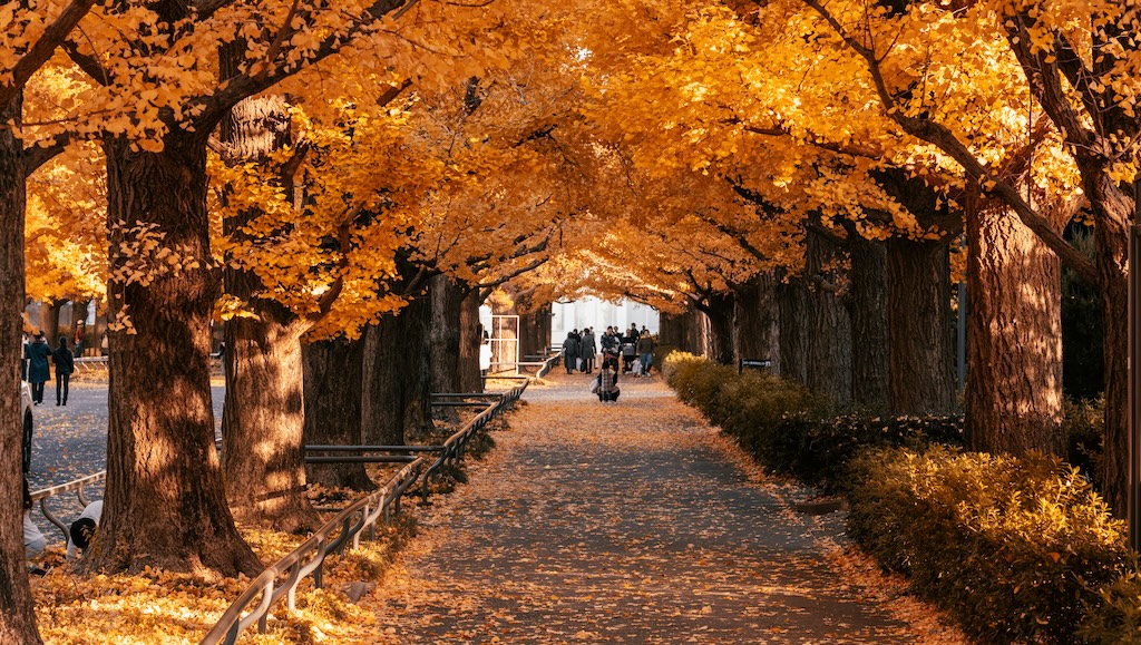 【話題】『俺の好きだった場所  おいおい、ちょっと待ってくれよ。 今日の目的地だったイチョウが太陽光パネルになってた…(ﾊﾟｼｬﾘ)』