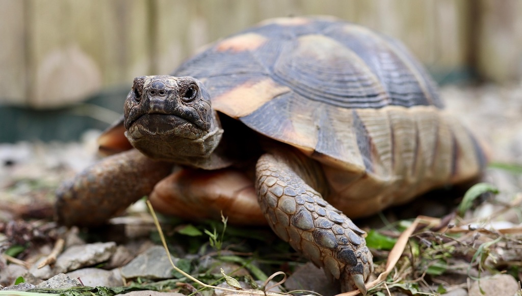 【沖縄】中国籍の4人、リュウキュウヤマガメ(天然記念物)107匹密猟で起訴