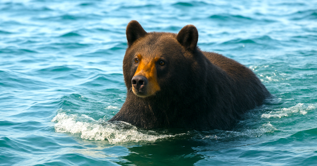 【動画】クマさん、ついに海を泳ぐ…
