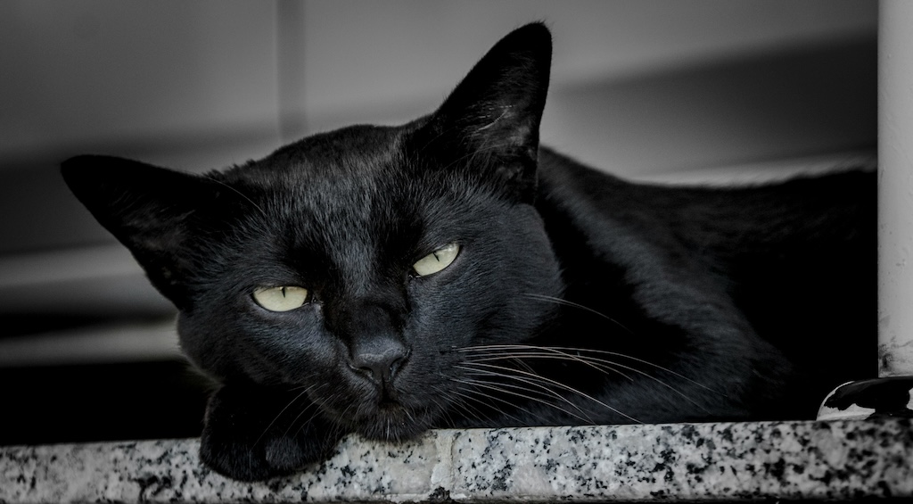 ヤマト運輸、ベトナム人ドライバー500人採用→東北大学特任教授： 