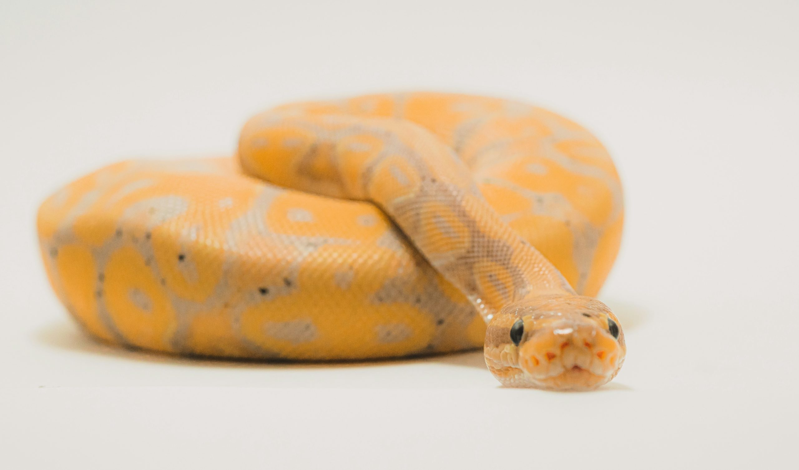 小さなヘビが巨大ゾウを噛む…舛添要一氏が中国メディアの「高市風刺画」を拡散