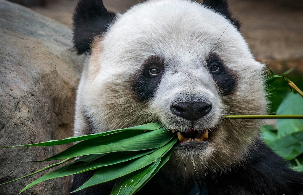 【朗報】中国、韓国へ新たにパンダ貸与へ