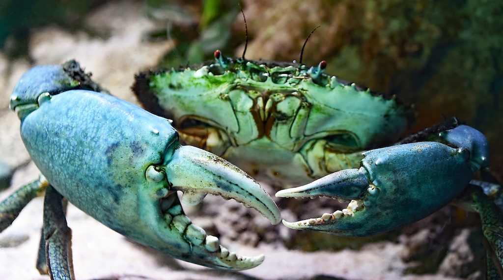 フード系インフルエンサー、猛毒の「デビルクラブ」を食べて死亡…