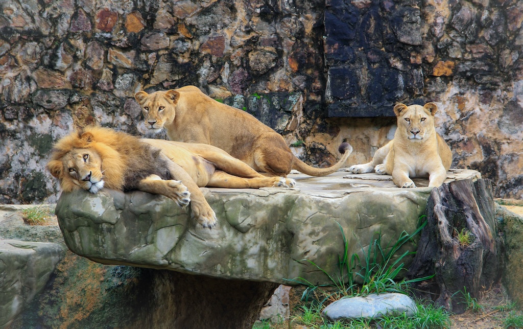 【動画】旭山動物園の焼却炉に妻(30代)の遺体を遺棄か… 男性(30代)から事情聴取
