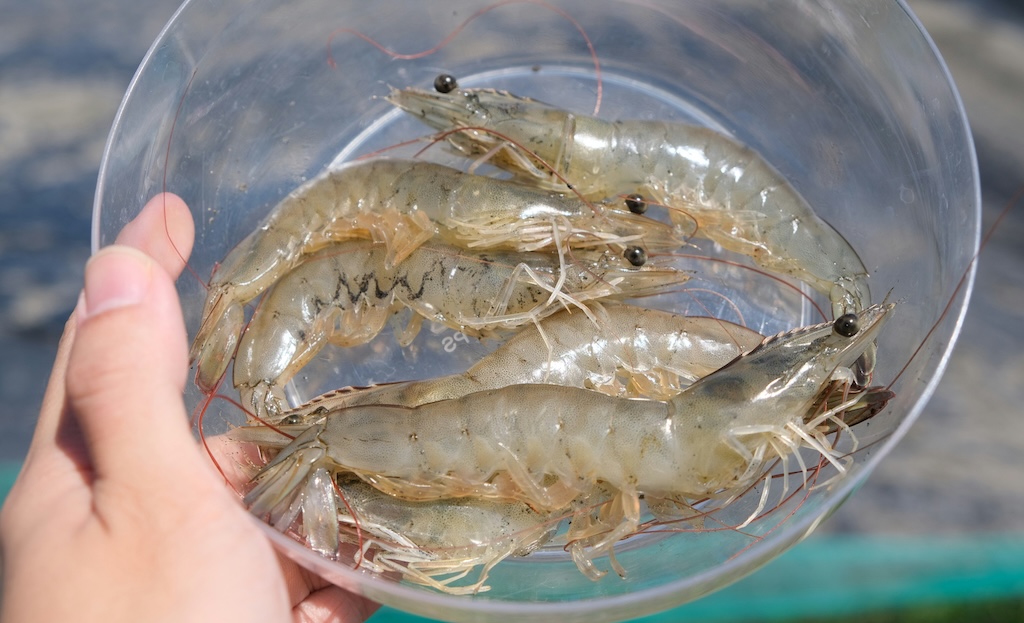 【動画】「アレルギー説ある…」生エビを爆食した美女、手に謎のぶつぶつが出来て顔が赤くなる…