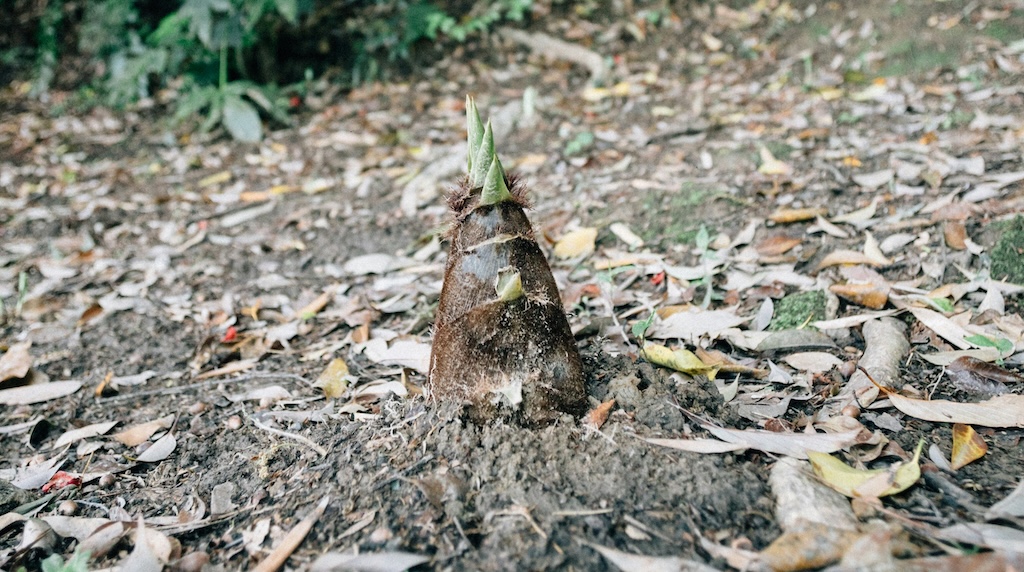 【中国】タケノコを無断で掘ろうとした男、顔から転倒して鼻に刺さる → 男が賠償を求めて景勝地を訴える
