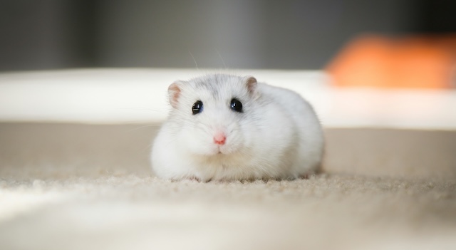 岩手県立高校職員の男、ハムスター25匹殺す『クラッシュ動画』撮影… 罪認める